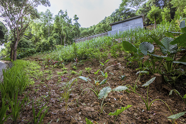 Scenic_Landscaping_Seychelles_Environmental_Rehabilitation_