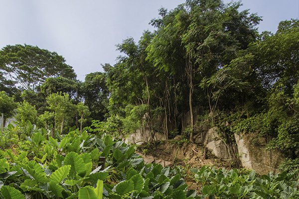 Scenic_Landscaping_Seychelles_Environmental_Rehabilitation_