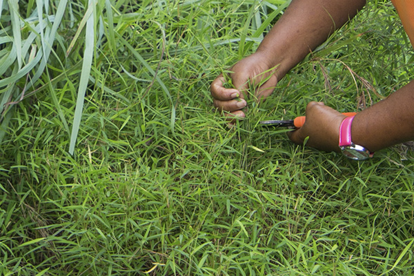 Scenic_Landscaping_Seychelles_Environmental_Rehabilitation_