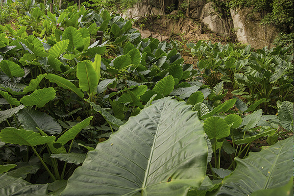 Scenic_Landscaping_Seychelles_Environmental_Rehabilitation