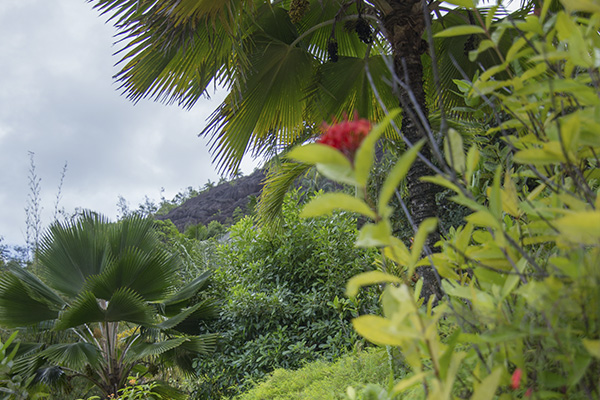 Scenic_Landscaping_Seychelles_Environmental_Rehabilitation