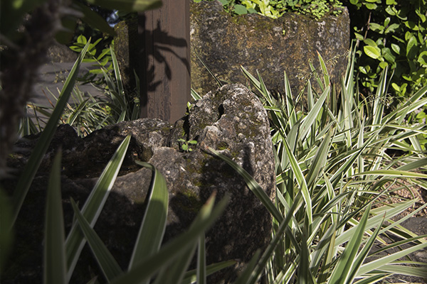 Scenic_Landscaping_Seychelles_Environmental_Rehabilitation_