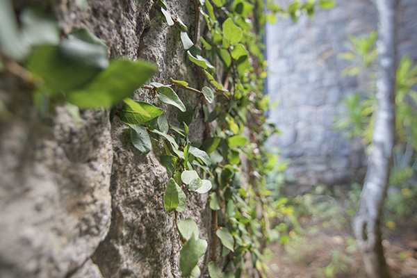 Scenic_Landscaping_Seychelles_Environmental_Rehabilitation_