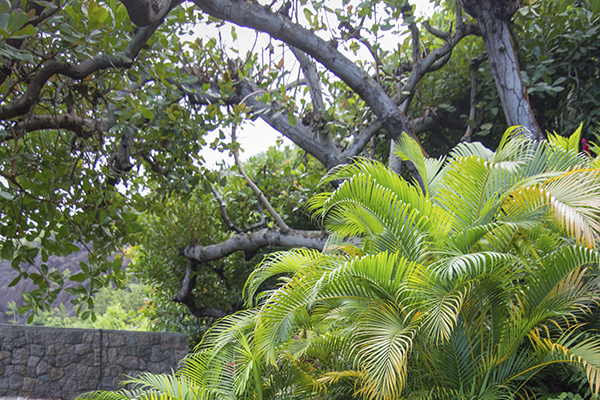 Scenic_Landscaping_Seychelles_Environmental_Rehabilitation_