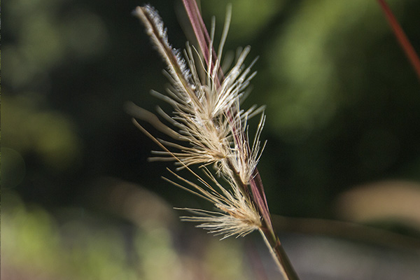 Scenic_Landscaping_Seychelles_Environmental_Rehabilitation_