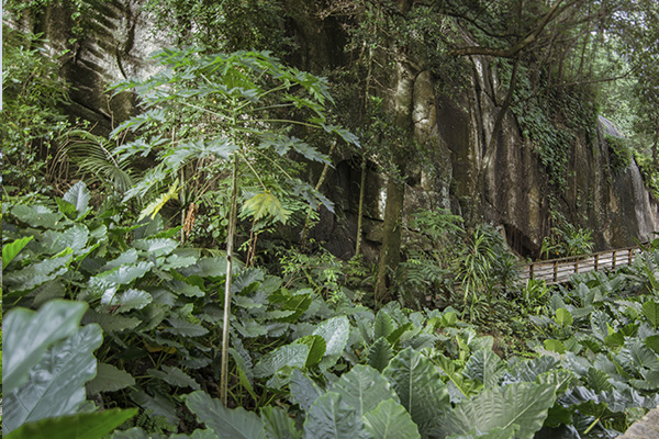 Scenic_Landscaping_Seychelles_Environmental_Rehabilitation_(25)