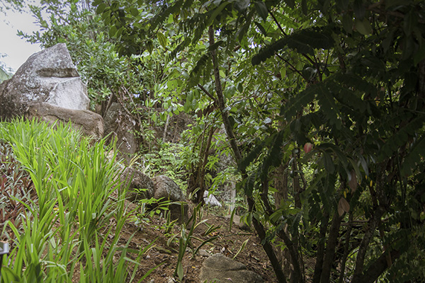 Scenic_Landscaping_Seychelles_Environmental_Rehabilitation_(26)