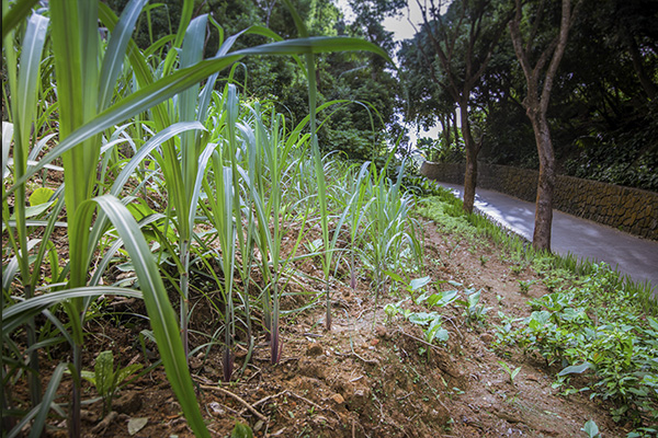 Scenic_Landscaping_Seychelles_Environmental_Rehabilitation_