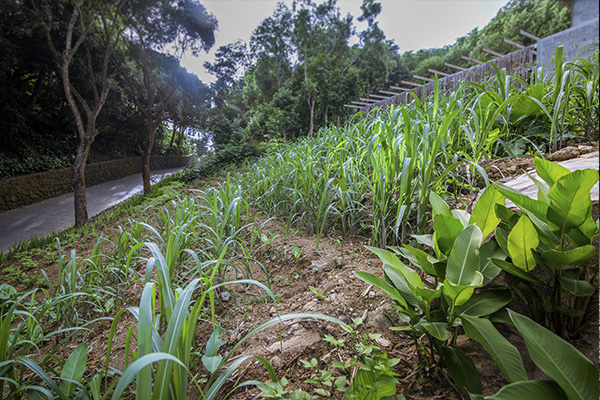 Scenic_Landscaping_Seychelles_Environmental_Rehabilitation_(4)
