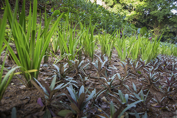 Scenic_Landscaping_Seychelles_Environmental_Rehabilitation_