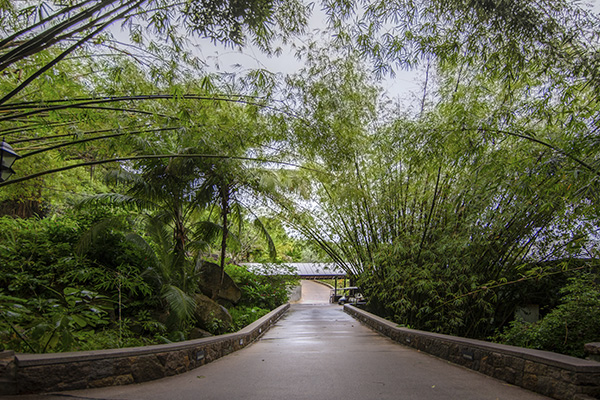 Scenic_Landscaping_Seychelles_Environmental_Rehabilitation_