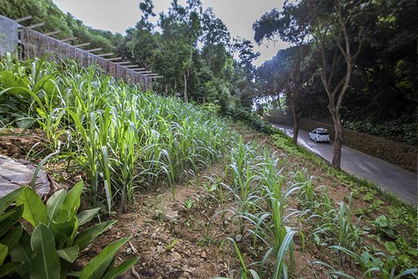 Scenic_Landscaping_Seychelles_Environmental_Rehabilitation_