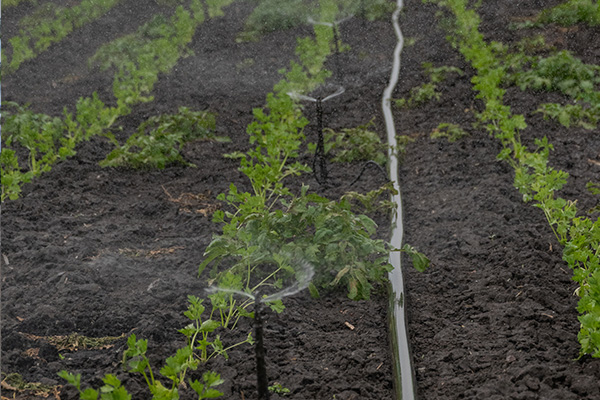Scenic_Landscaping_Seychelles_Irrigation_ (16)