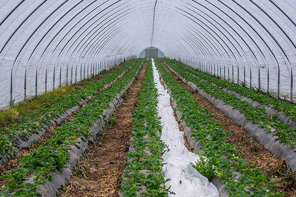 Scenic_Landscaping_Seychelles_Irrigation_ (22)