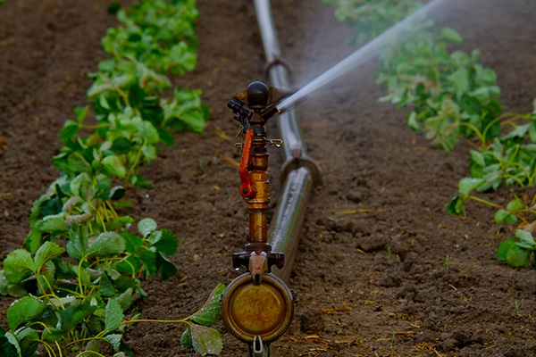Scenic_Landscaping_Seychelles_Irrigation_