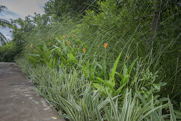Scenic_Landscaping_Seychelles_Irrigation_ (8)