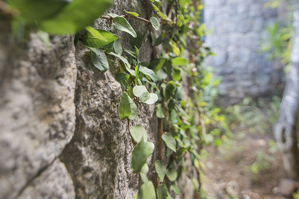 Scenic_Landscaping_Seychelles_Landscaping Consultancy_ (19)