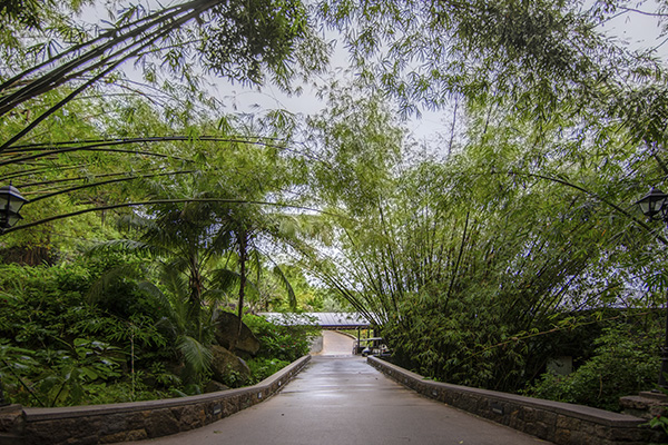 Scenic_Landscaping_Seychelles_landscaping_ (11)