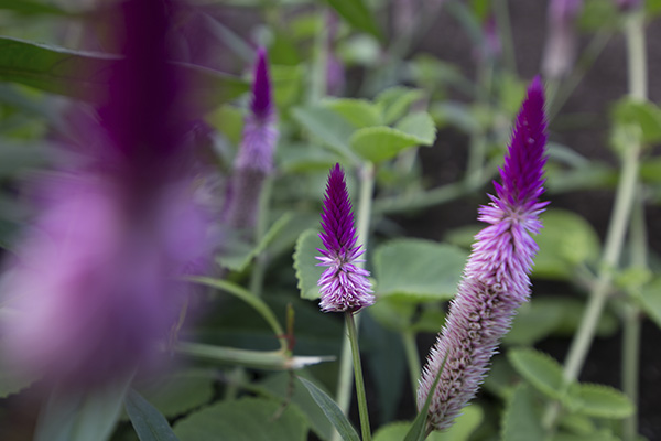 Scenic_Landscaping_Seychelles_landscaping_ (2)