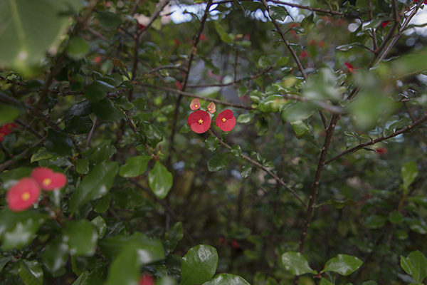 Scenic_Landscaping_Seychelles_landscaping_ (4)