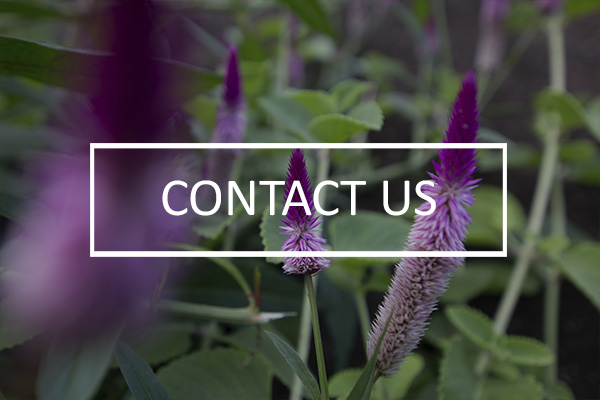 Scenic_Landscaping_Services_Seychelles_contact